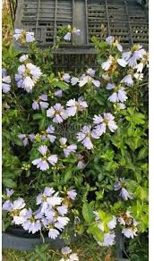 Image result for Sclerochiton hirsutus