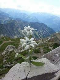 În perioada de iarnă floarea de colț are nevoie să fie acoperită de un strat de zăpadă. Flori De Colt