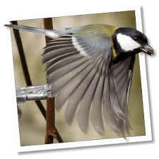 Image result for Kohlmeise vogelhouse