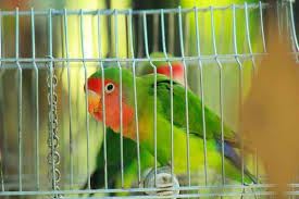 Proses tersebut dikenal dengan istilah heliotropisme. 35 Makanan Burung Lovebird Agar Gacor Ngekek Menang Lomba