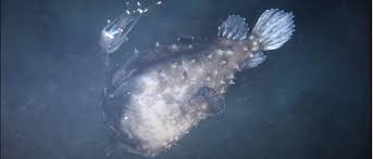 An unusual fish with teeth as sharp as glass and a body shaped like a football washed ashore on a california beach last week. Photos Of This Beached Rarely Seen Fish Are Like Something From A Nightmare The Daily Caller