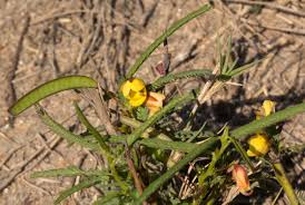 Image result for Chamaecrista mimosoides