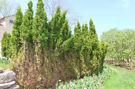 Thuja occidentalis 'rutthu#1' ppaf plant type: Deer Damaged A Number Of Plants In My Garden Over The Winter What Can I Do To Prevent This From Happening Again Unh Extension