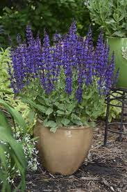 This is a great texas groundcover. 15 Best Purple Flowers In Texas Purple Plants In Texas