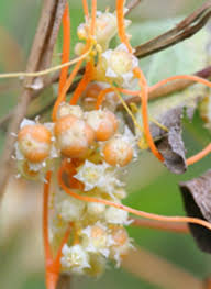 Image result for Cuscuta abyssinica