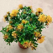 Image result for Ixora laurentii