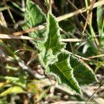 Image result for Cucumis aculeatus