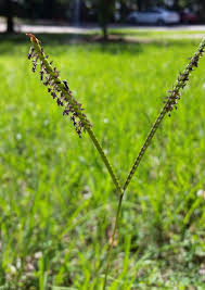 Image result for Cantinoa americana