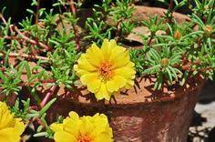Piantine da orto in vendita online: 64 Rose Moss Ideas Portulaca Grandiflora Rose Moss