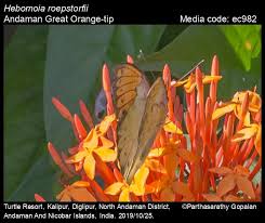 Image result for Rothmannia macrosiphon