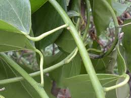 Image result for Tiliacora funifera