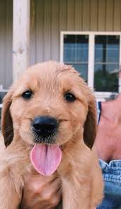 Vsco Crazyteensss Susse Hunde Welpen Tiere Hund Susse Tiere