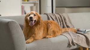 The spray contains a powerful, yet. Is Your Dog Allergic To Dust Mites Raycop