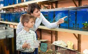 Where To Buy Your First Pet Fish | Some Have Guarantees! – Fishkeeping  Forever