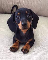 Cute Dachshund Puppy Sausage Dog Dachshund Puppy Doxie Weiner Dog Mini Dachshund Dachshund Mom Dog Mom Miniatu Dachshund Puppies Dachshund Puppy Cute Animals