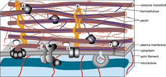 Check spelling or type a new query. Sentinels At The Wall Cell Wall Receptors And Sensors Humphrey 2007 New Phytologist Wiley Online Library