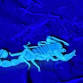 Scorpion Hunt