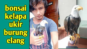 Berlangganan untuk mendapatkan 40 foto eksklusif. Burung Elang Di Ukir Pada Bonsai Kelapa Youtube