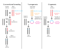 5 plant genetic engineering product concepts and technical feasibility building the transformant plant. Genetic Engineering Wikipedia