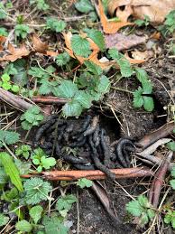 Image result for marten poop