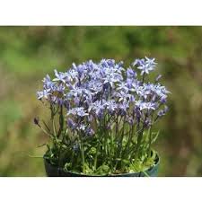 Image result for Cyrtanthus welwitschii