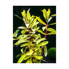 Image result for Nesaea fruticosa