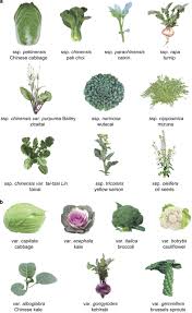 Image result for Brassica