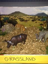Grassland Biome In A Box Grassland Biome Diorama Grassland Biome Biomes Biomes Project