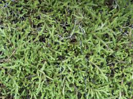 Image result for Selaginellaceae