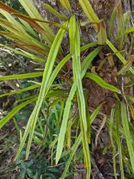 Image result for Pyrrosia