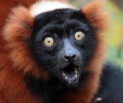 Rode Vari Artis Jn6a7443 Cute Animals Animals Beautiful Endangered Animals