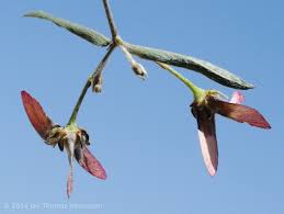 Image result for Janusia