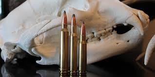 308 vs 30-06 vs 300 Win Mag: Which Should You Hunt With In ...
