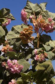 Image result for Dombeya burgessiae