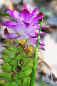 Turmeric Flower Kerala India Asia Photographic Print Martin Child Art Com Naturaleza Flores Plantas