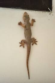 images?q=tbn:ANd9GcQ8pqENS6oXuVKfxddjLBZ