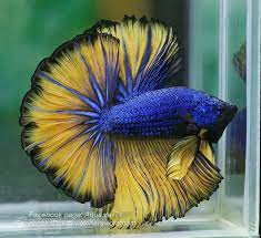 Il betta splendens mustard gas è una colorazione del betta spl. A046 Mustard Gas Halfmoon Paar A046