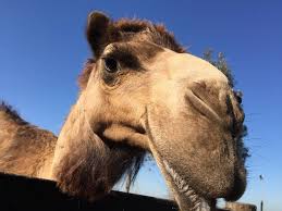 Give him a drink, he's gone pink wants his mummy, needs changing i think such a lot can be done on the farm in the sunshine and when it's lunchtime it's hop down the pub for a pint sneak out the backway with nelly the barmaid to the woods. Muswellbrook S Camel Milk Nsw Is Supplying A Market And Has Plans To Create A New Venture With Its Camels Muswellbrook Chronicle Muswellbrook Nsw