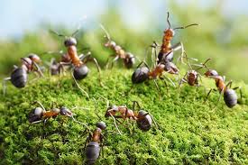 Comment Remonter Et Trouver Le Nid De Fourmis