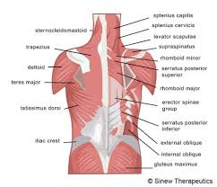 The deltoid, teres major, teres minor, infraspinatus, supraspinatus (not shown) and subscapularis muscles (not shown) all extend from the scapula to the humerus and act on the shoulder joint. Pin On Quick Fits