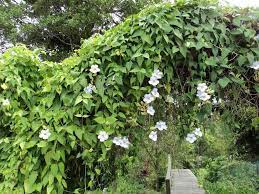 Thunbergia Grandiflora Alba White Sky Vine Climbing Flowers Front Yard Flowers Planting Flowers