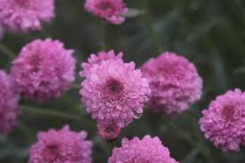 Nancy Olene Hagy Groseclose