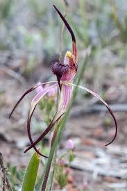 Image result for Alafia caudata