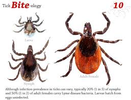 Image result for infected tick bite