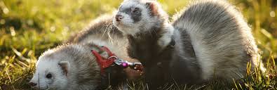 Food, housing, grooming and health are some of the top expenses to talk about. Ferret Care Facts How To Take Care Of A Ferret My Per Needs That