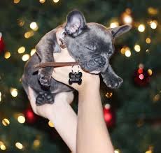 Okay This Puppy Proposal Wins Puppy Proposal Dog Proposal Christmas Proposal