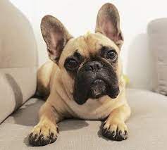 french bulldog franzosische hunde franzosische bulldogge franzosische bulldoggenwelpen