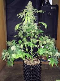 Maybe you would like to learn more about one of these? Topping Cannabis Guide How To Top Your Plants Grow Weed Easy