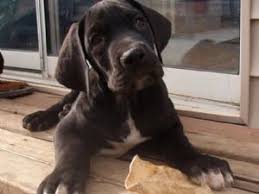 Illinois great dane rescue view other great danes for adoption. Great Dane Puppies In Illinois