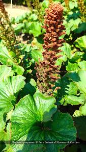 Image result for Gunnera perpensa
